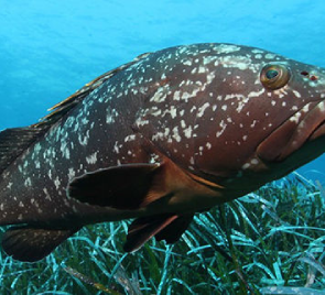 Poisson mérou