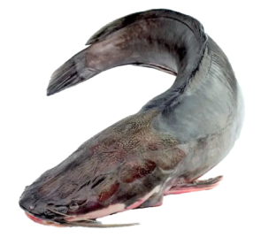 Poisson chat 4kg