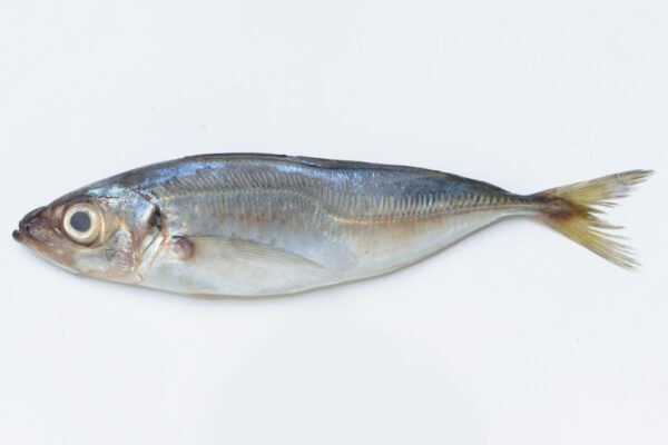 Poisson chinchard 5kg