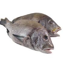 Poisson mérou