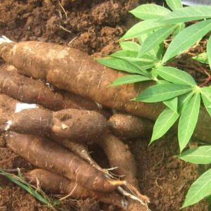 manioc (par commande )