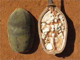 baobab  50G