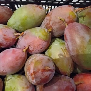 mangue de chez nous la pièce
